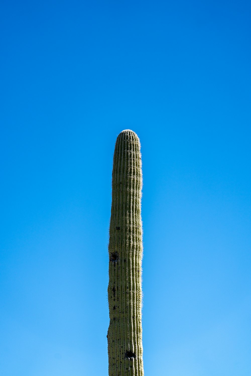 un cactus alto con un cielo azul de fondo