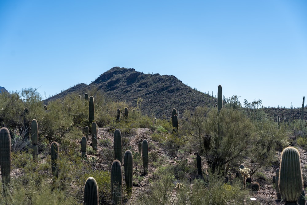 a large group of cacti in the desert