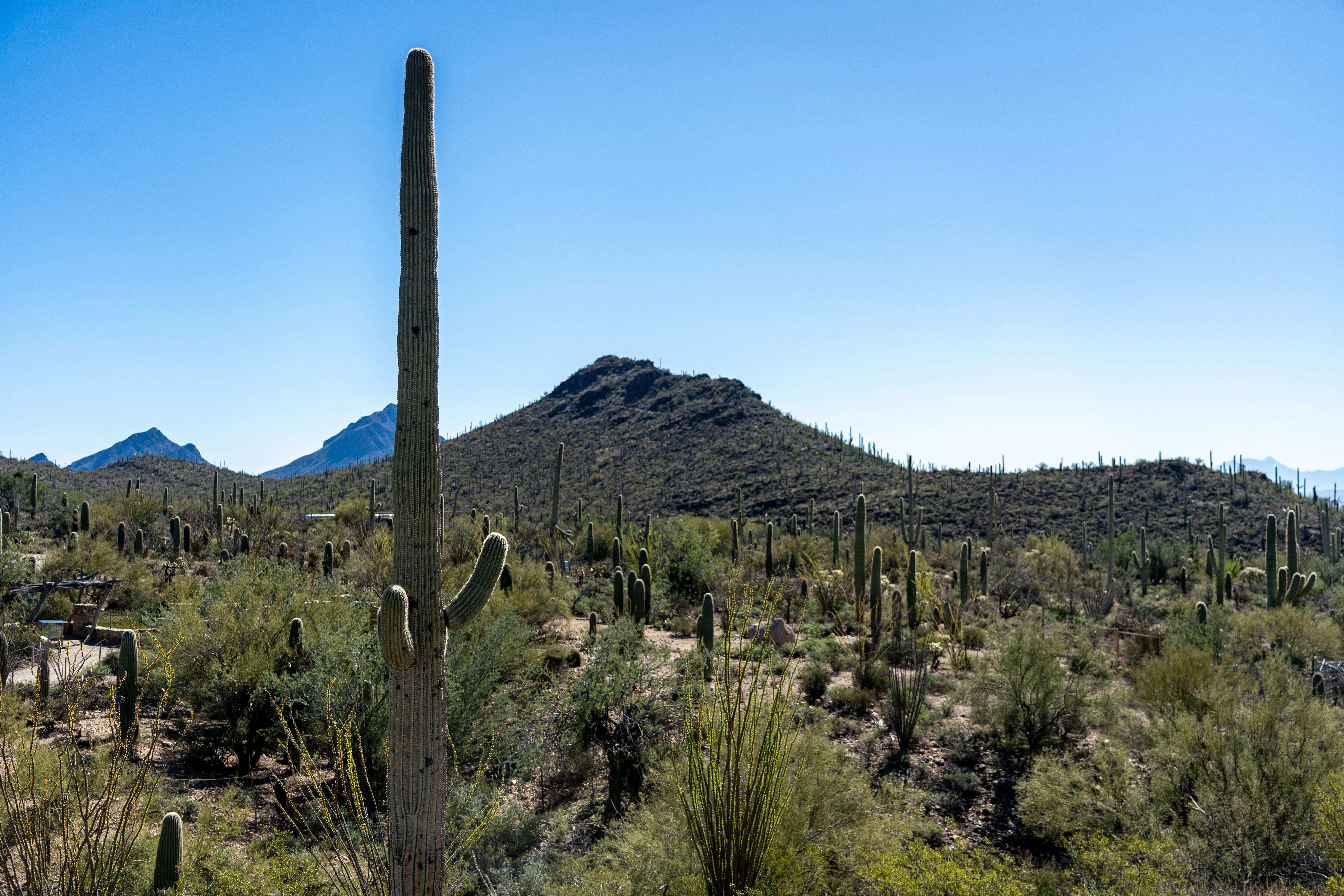 a large cactus with a mountain in the background, 
