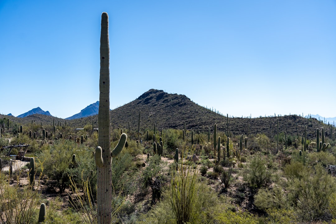 a large cactus with a mountain in the background,