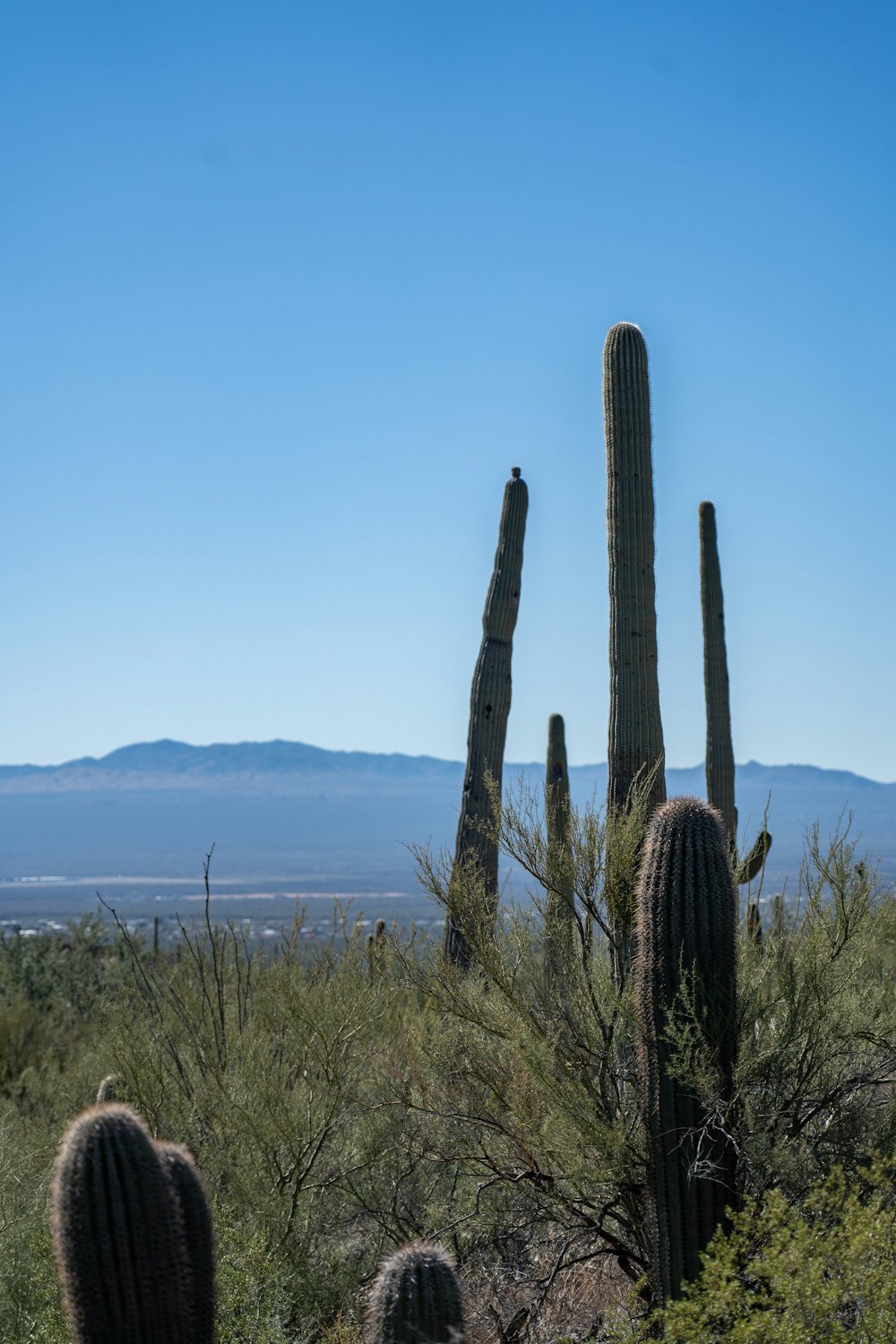 a large group of cactus plants in the desert