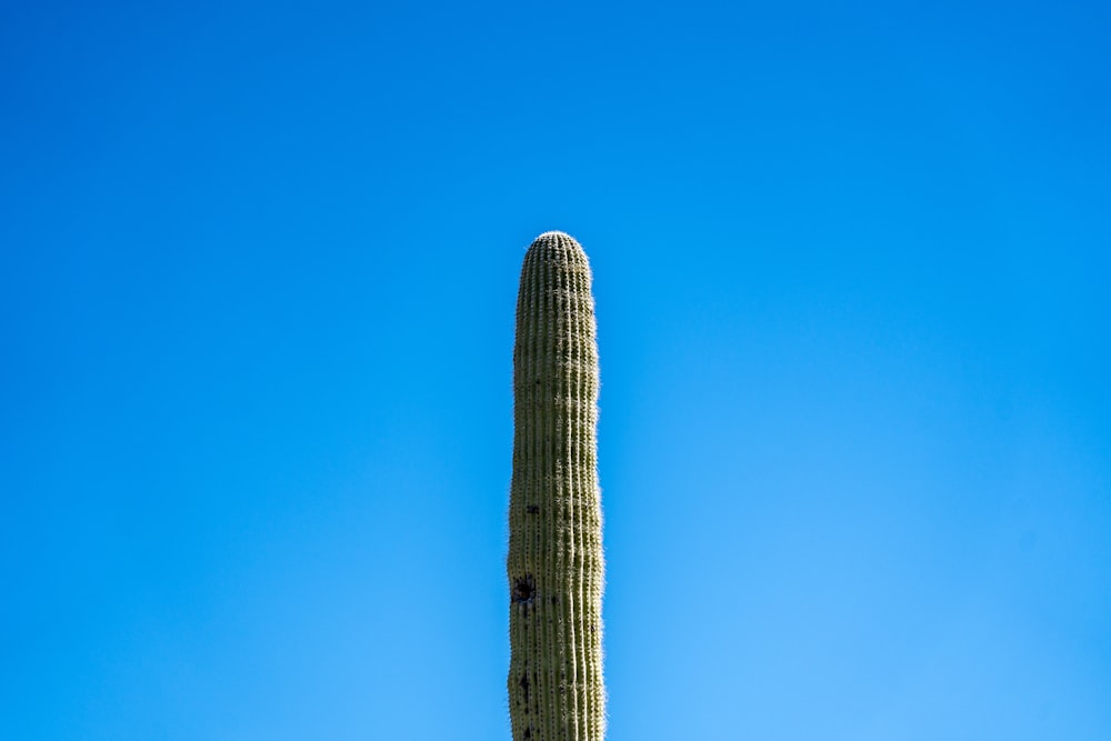 a tall cactus with a blue sky in the background