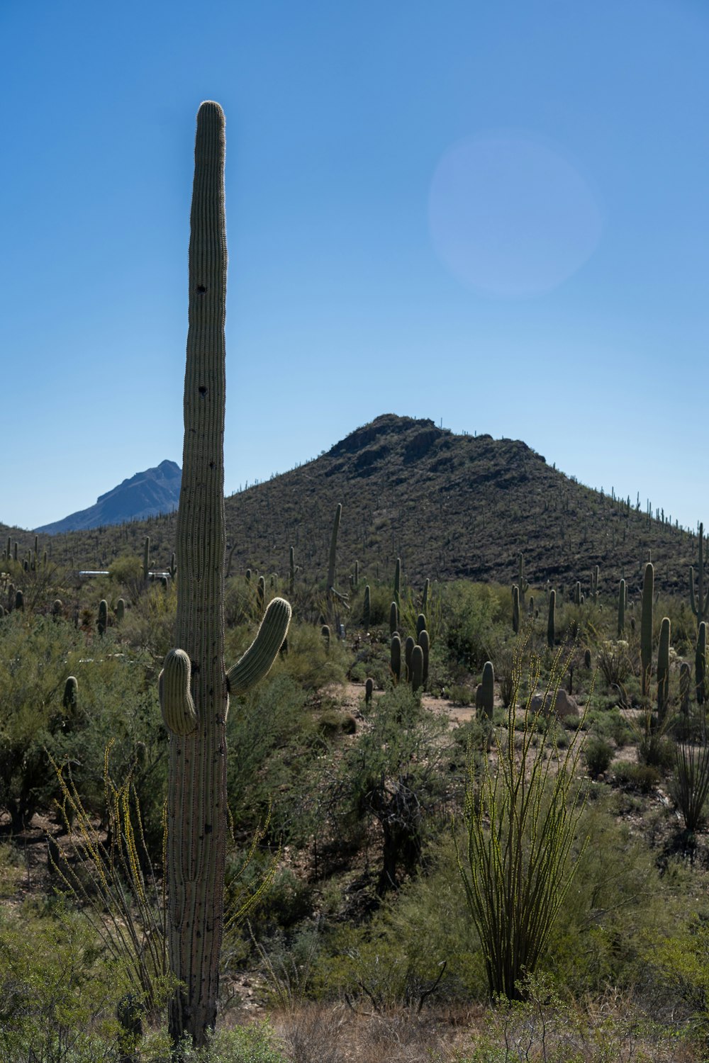 a large cactus with a mountain in the background