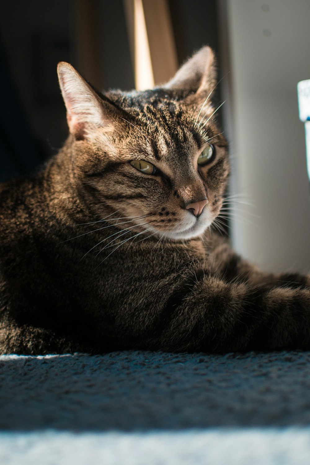 a close up of a cat laying on the ground