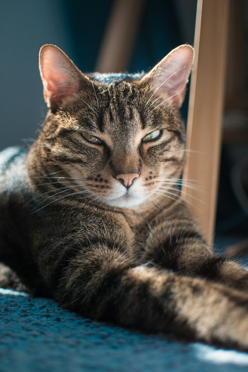 a close up of a cat laying on the ground