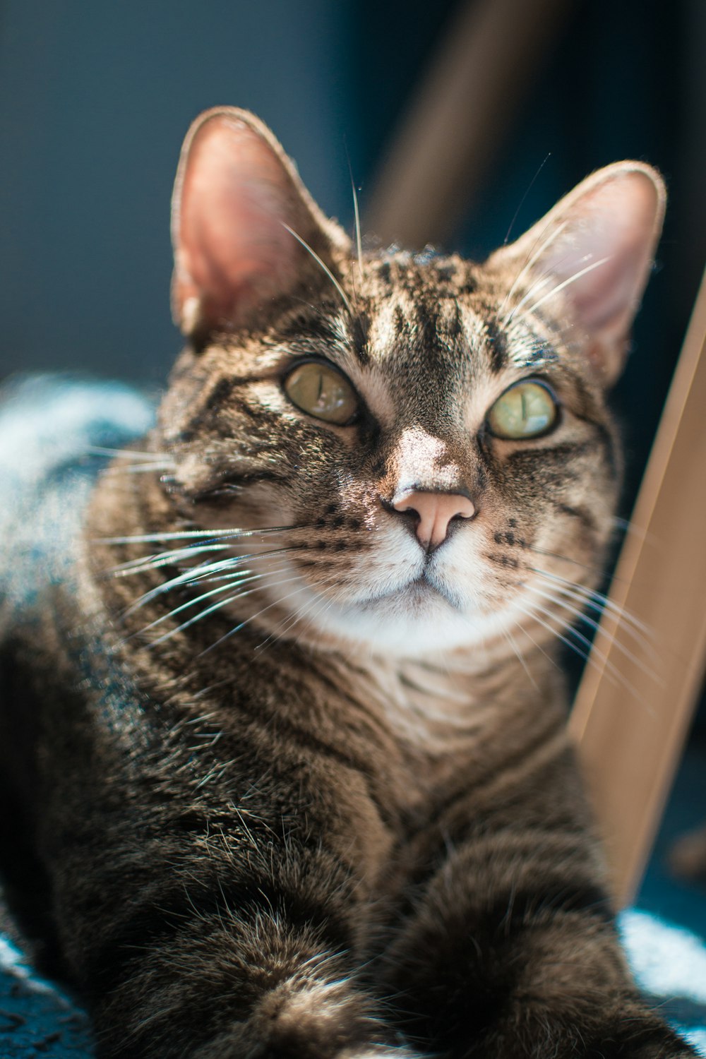 um gato deitado em uma cadeira olhando para a câmera