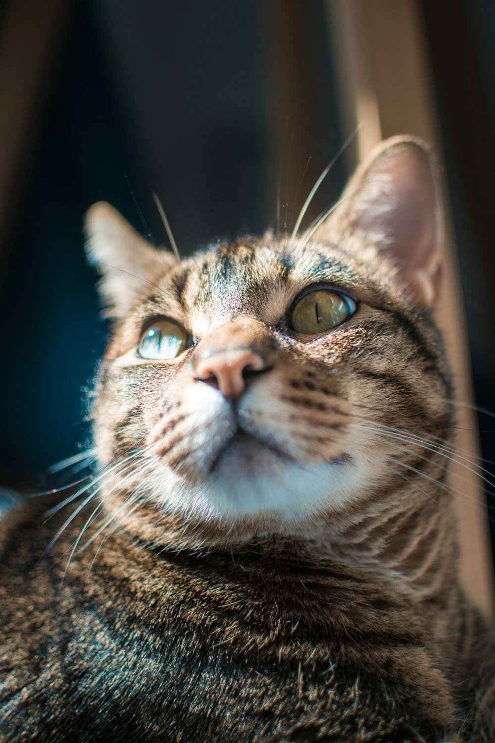 a close up of a cat looking up at something