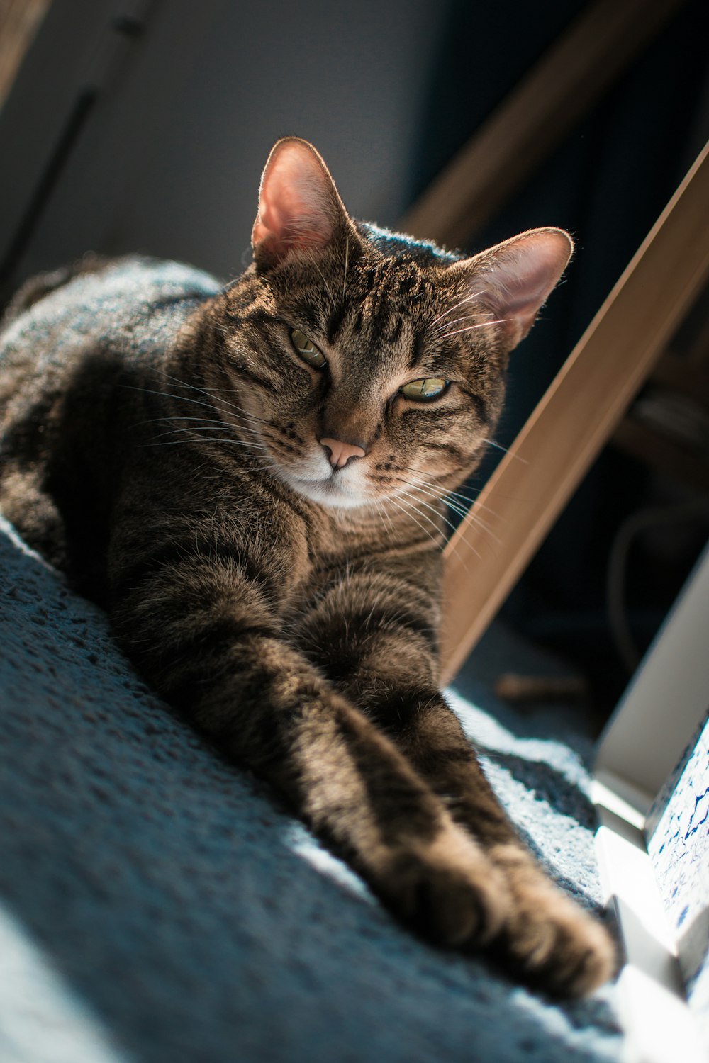 um gato deitado em uma cadeira com os olhos fechados