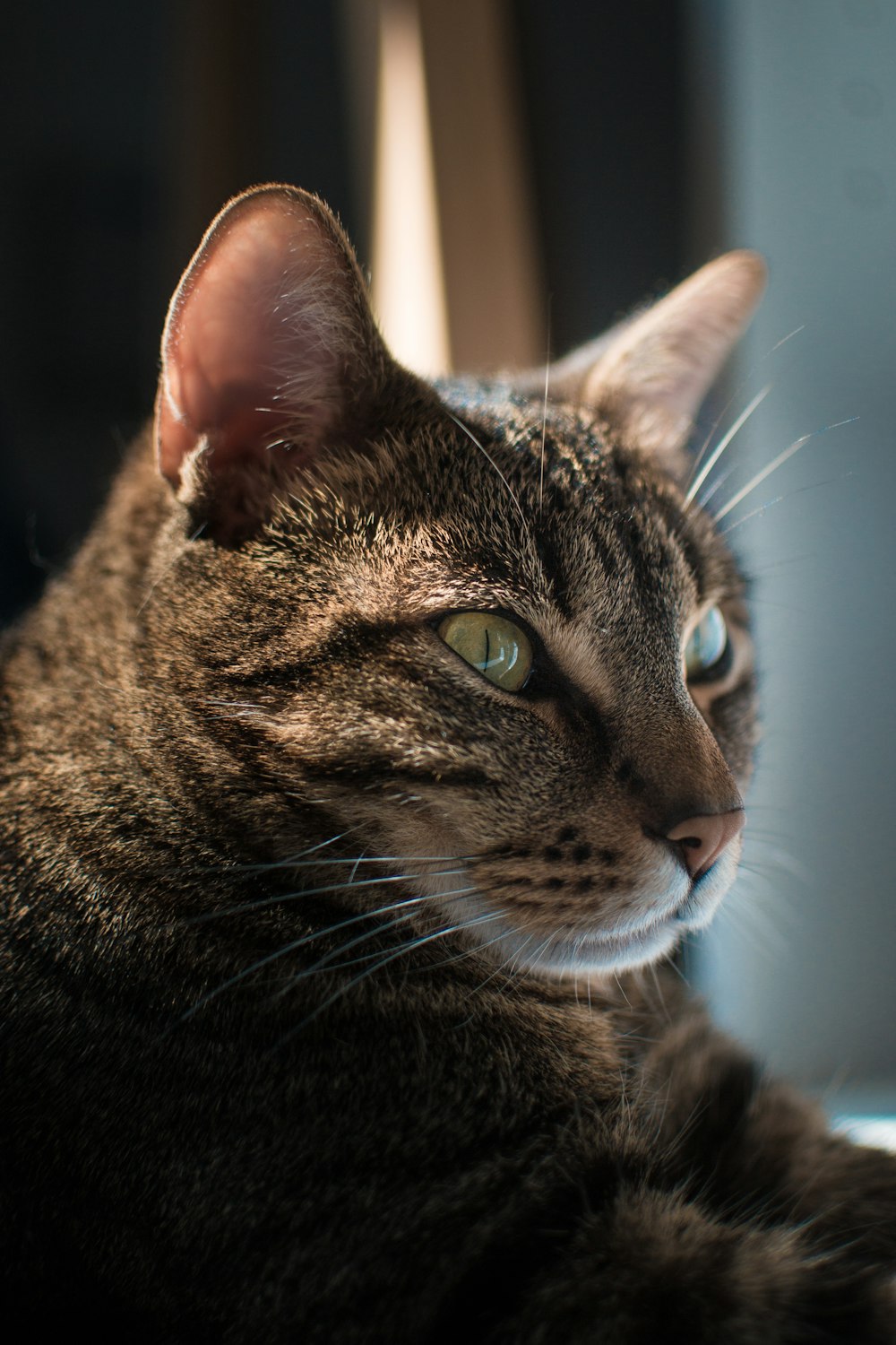 a close up of a cat laying on a table