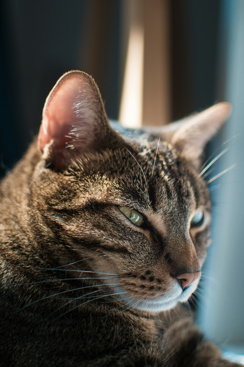 um close up de um gato deitado em uma mesa