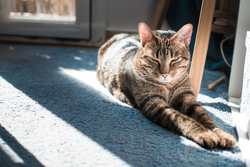 a cat that is laying down on the floor