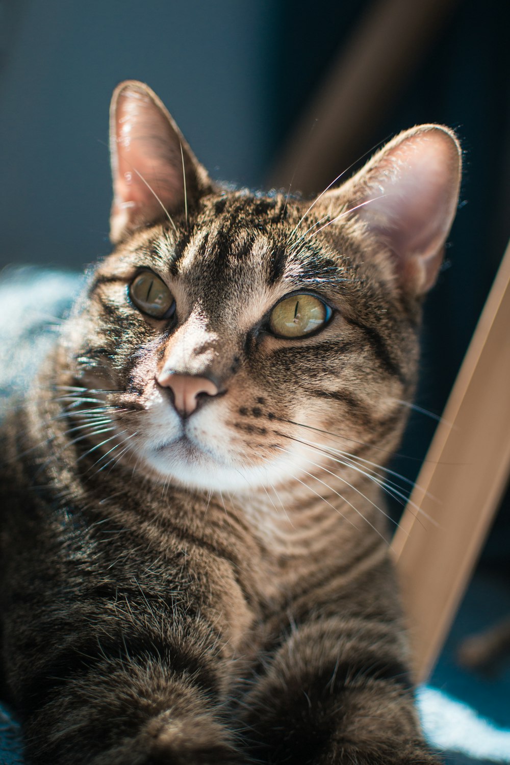 a close up of a cat laying on a chair