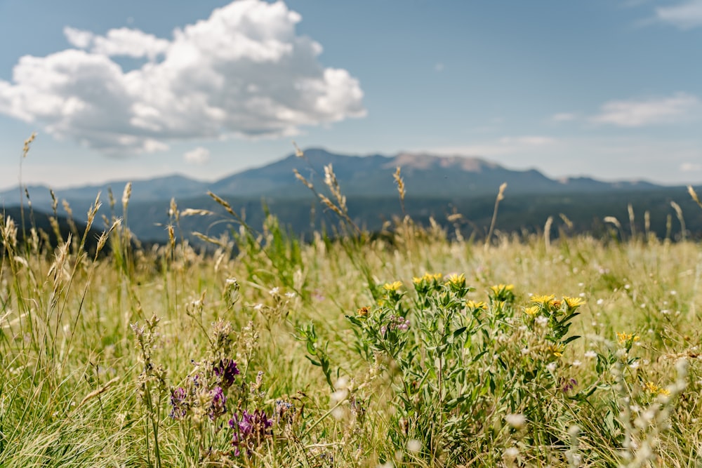 a field of tall grass with mountains in the background