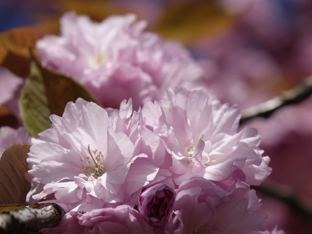 a close up of pink flowers on a tree