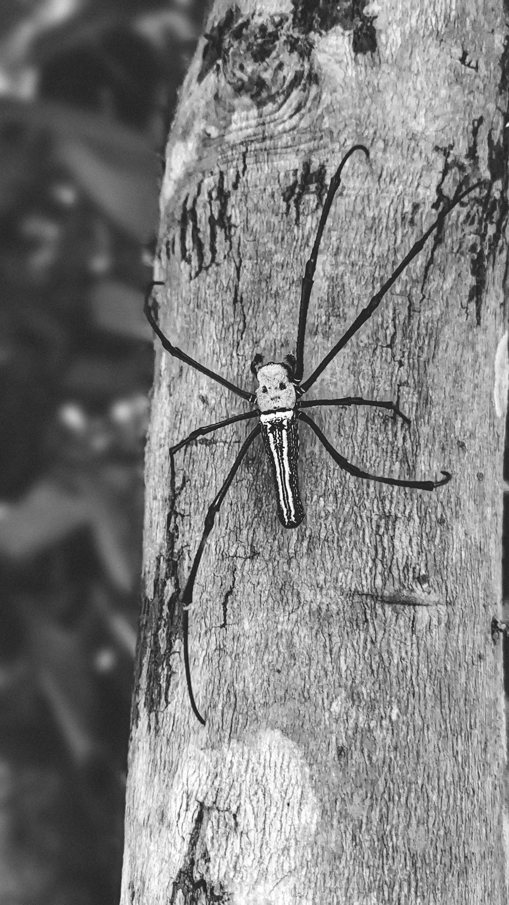 a black and white photo of a spider on a tree