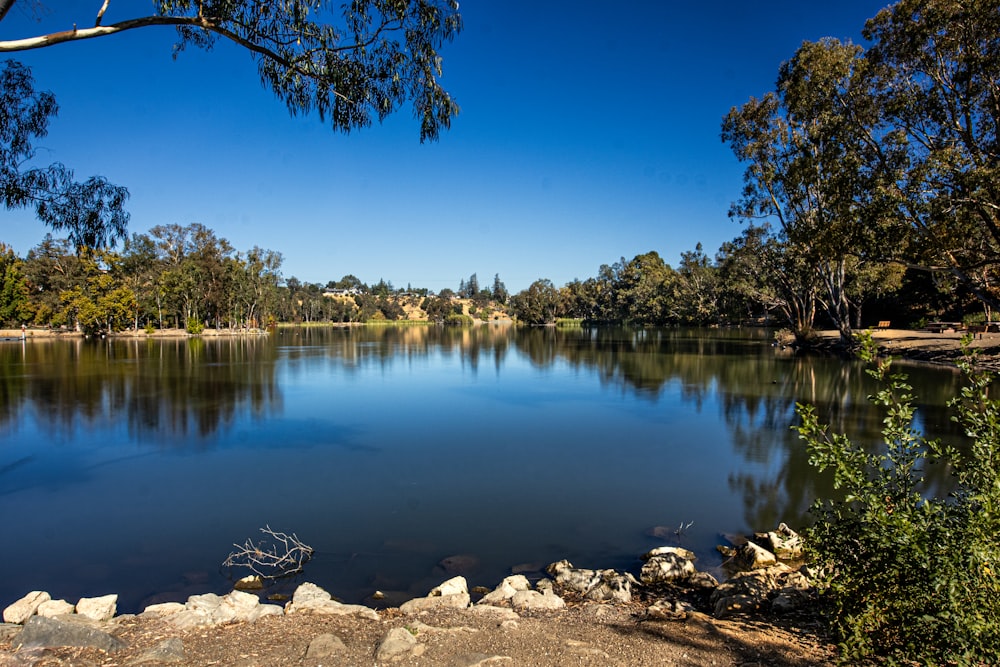 a large body of water surrounded by trees