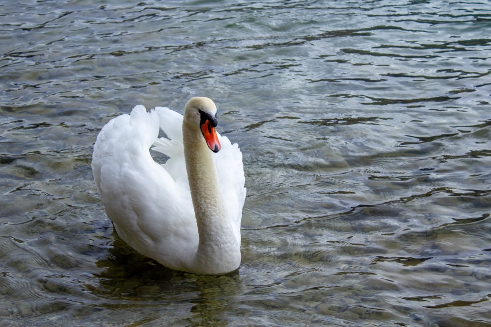 a white swan is swimming in the water