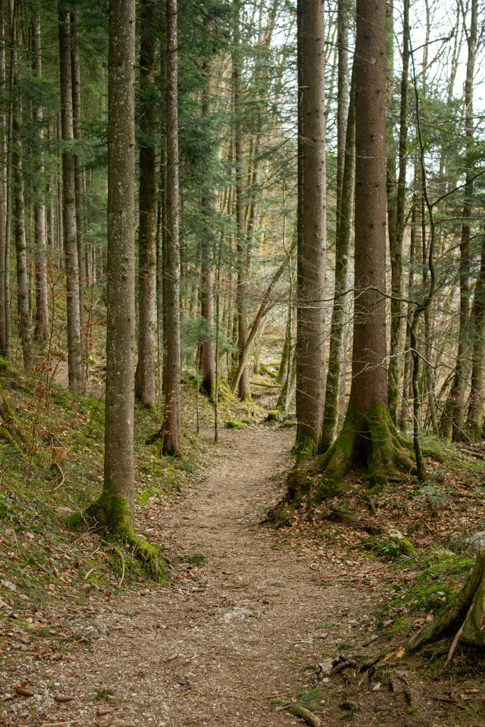 a trail in the woods with lots of trees