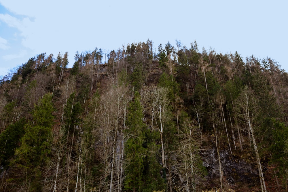 a group of trees on the side of a mountain
