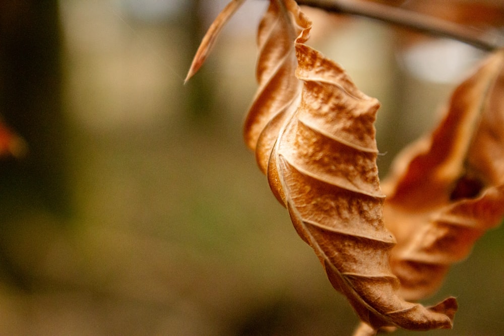 a close up of a leaf on a tree branch