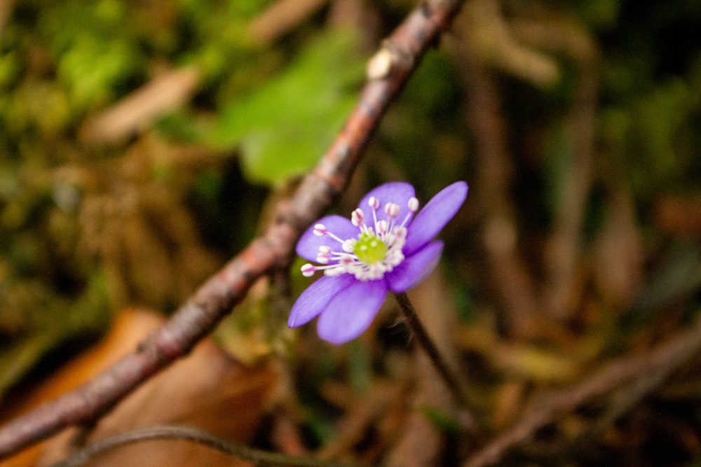 a small purple flower with a white center