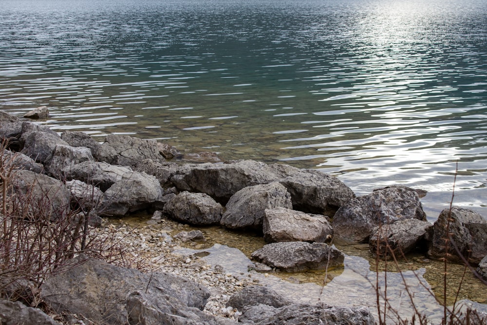 a bird is sitting on a rock near the water