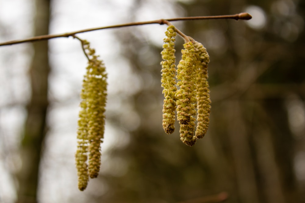 a bunch of flowers hanging from a tree branch