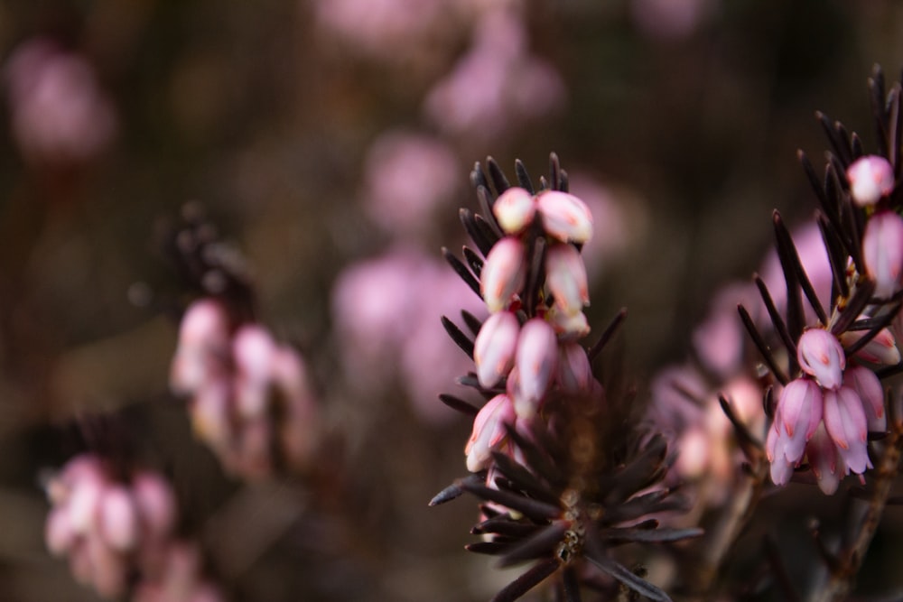 a close up of a plant with pink flowers