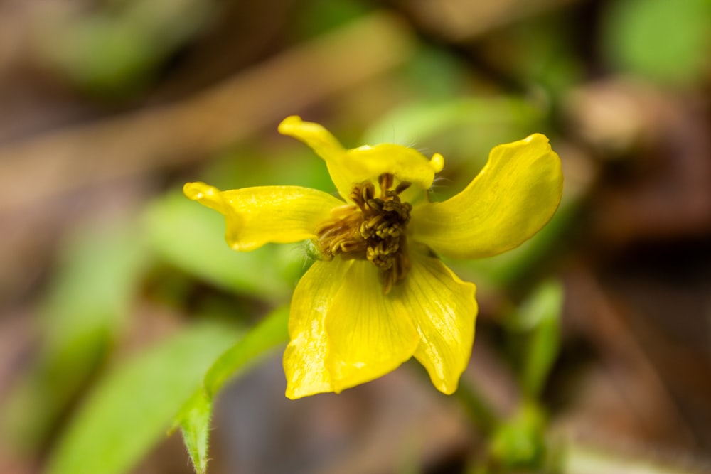 a close up of a small yellow flower