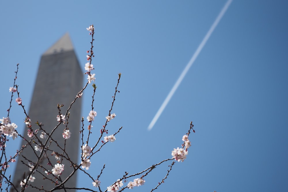 ein Flugzeug, das am Himmel über einen Baum fliegt