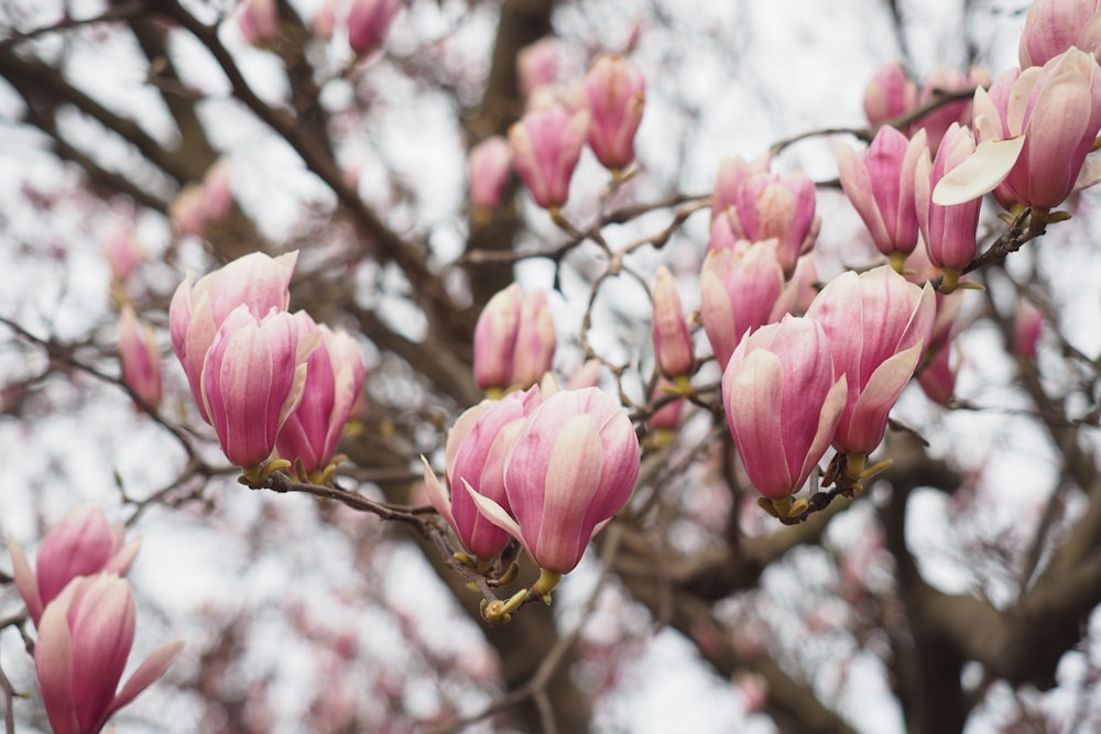 a tree filled with lots of pink flowers