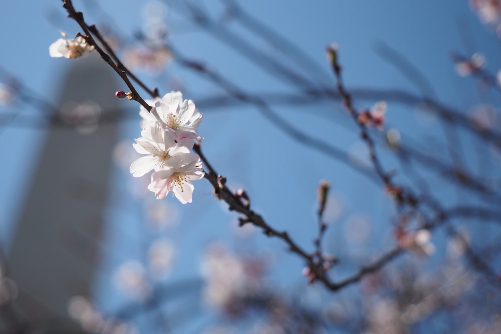 a tree with white flowers in front of a tall building