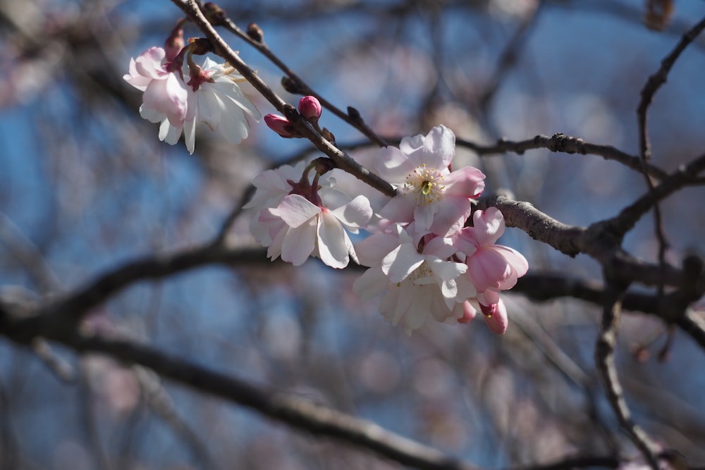 a branch of a tree with white and pink flowers