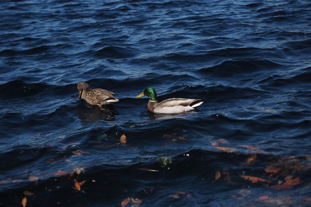 a couple of ducks floating on top of a body of water