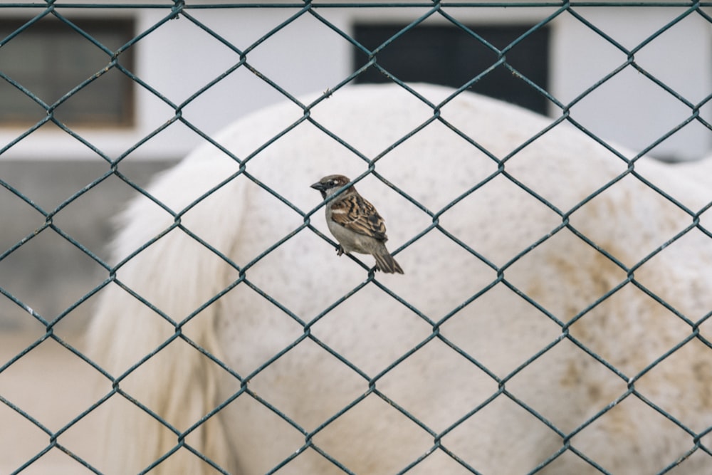 a small bird perched on a chain link fence next to a white horse