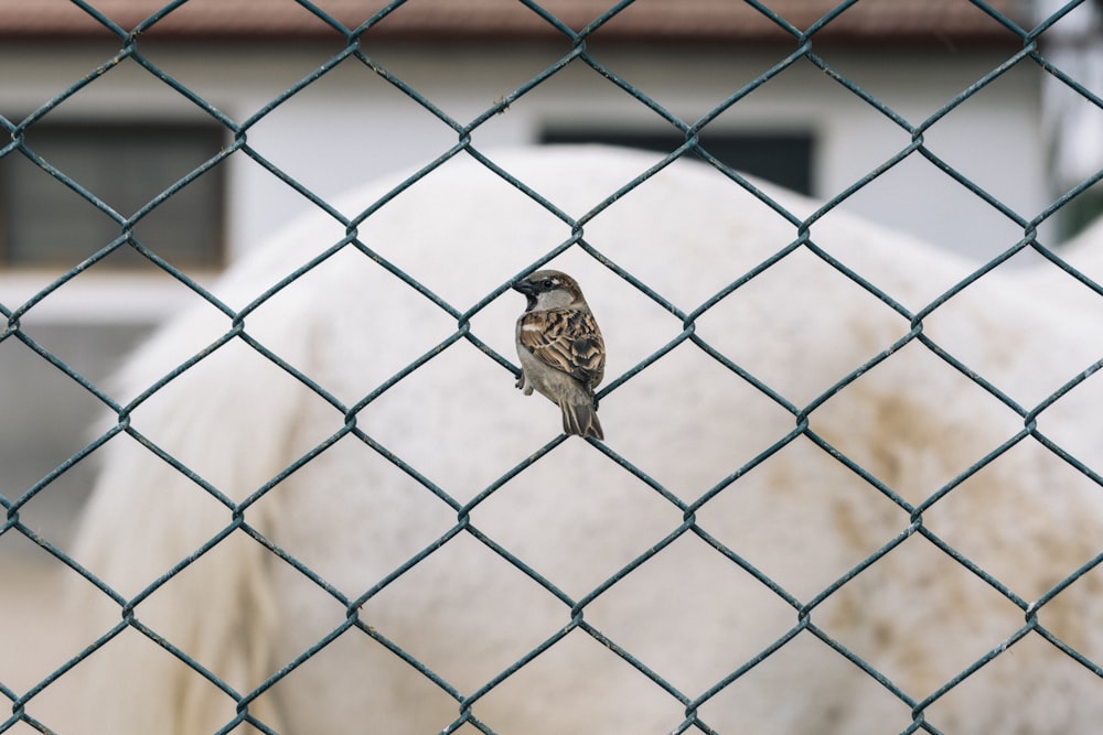 a small bird perched on a chain link fence