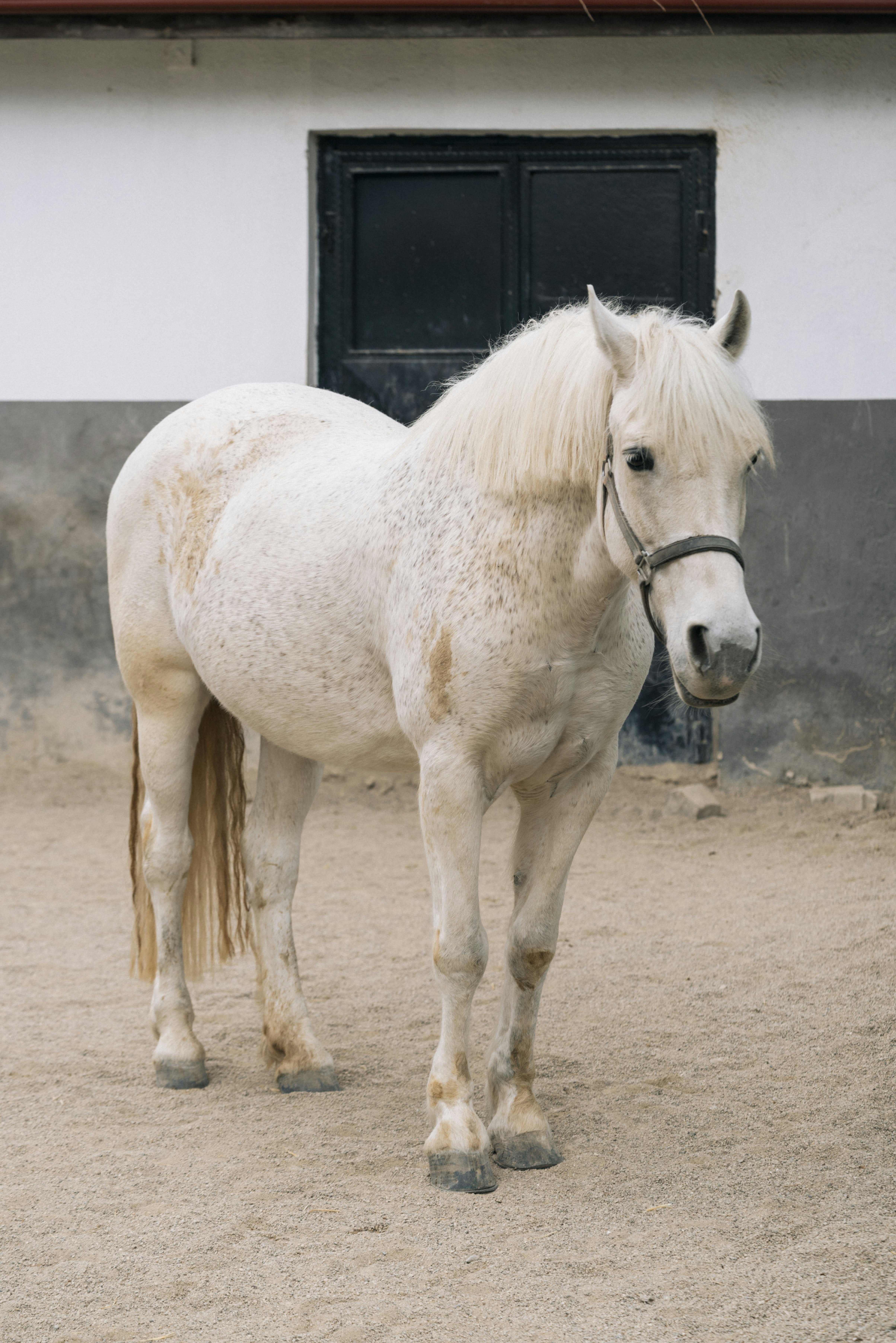 White horse