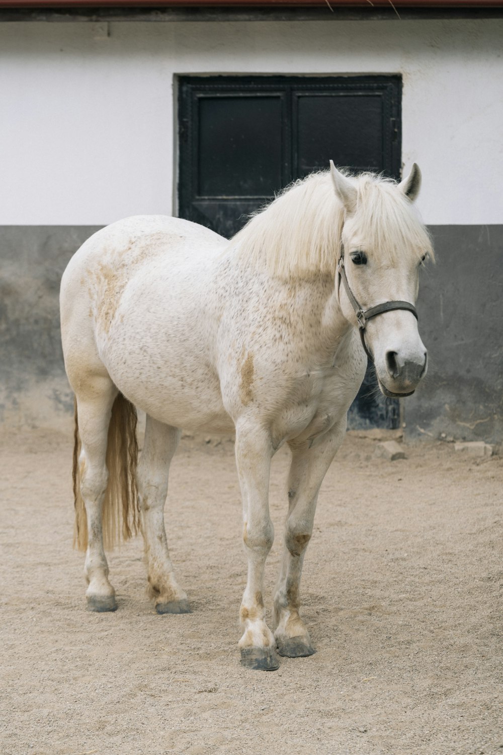 a white horse standing in front of a building