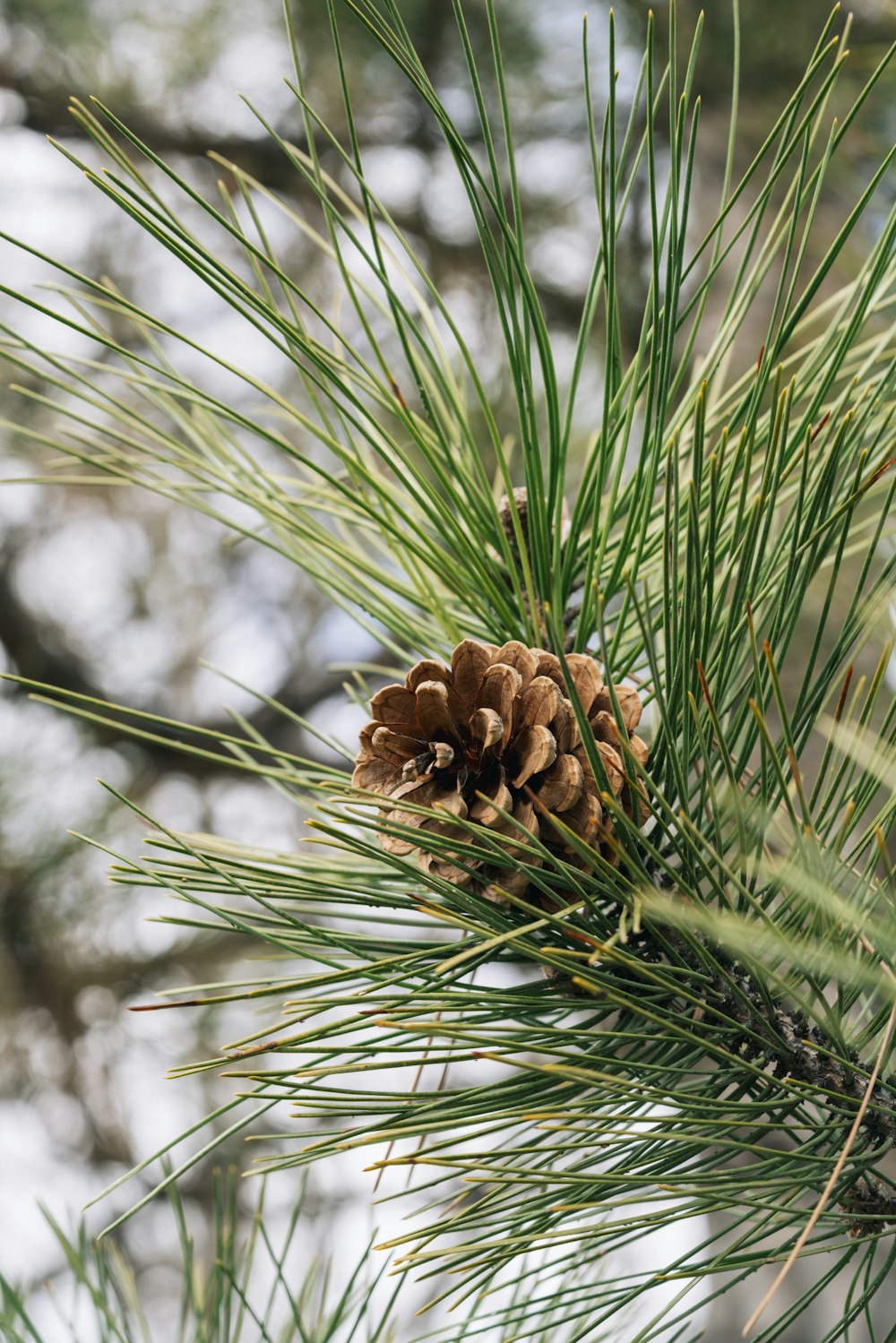 une pomme de pin sur une branche de pin