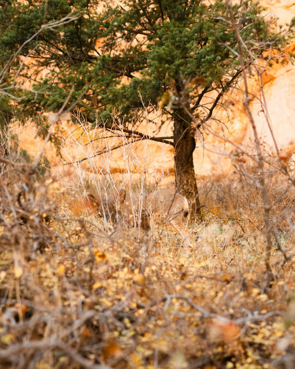 a zebra standing next to a tree in a dry grass field