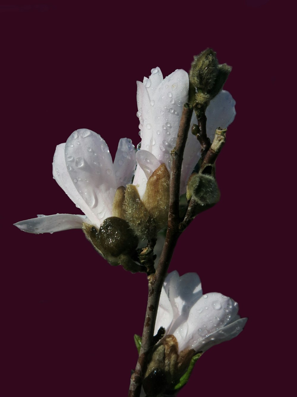 une fleur blanche avec des gouttelettes d’eau dessus