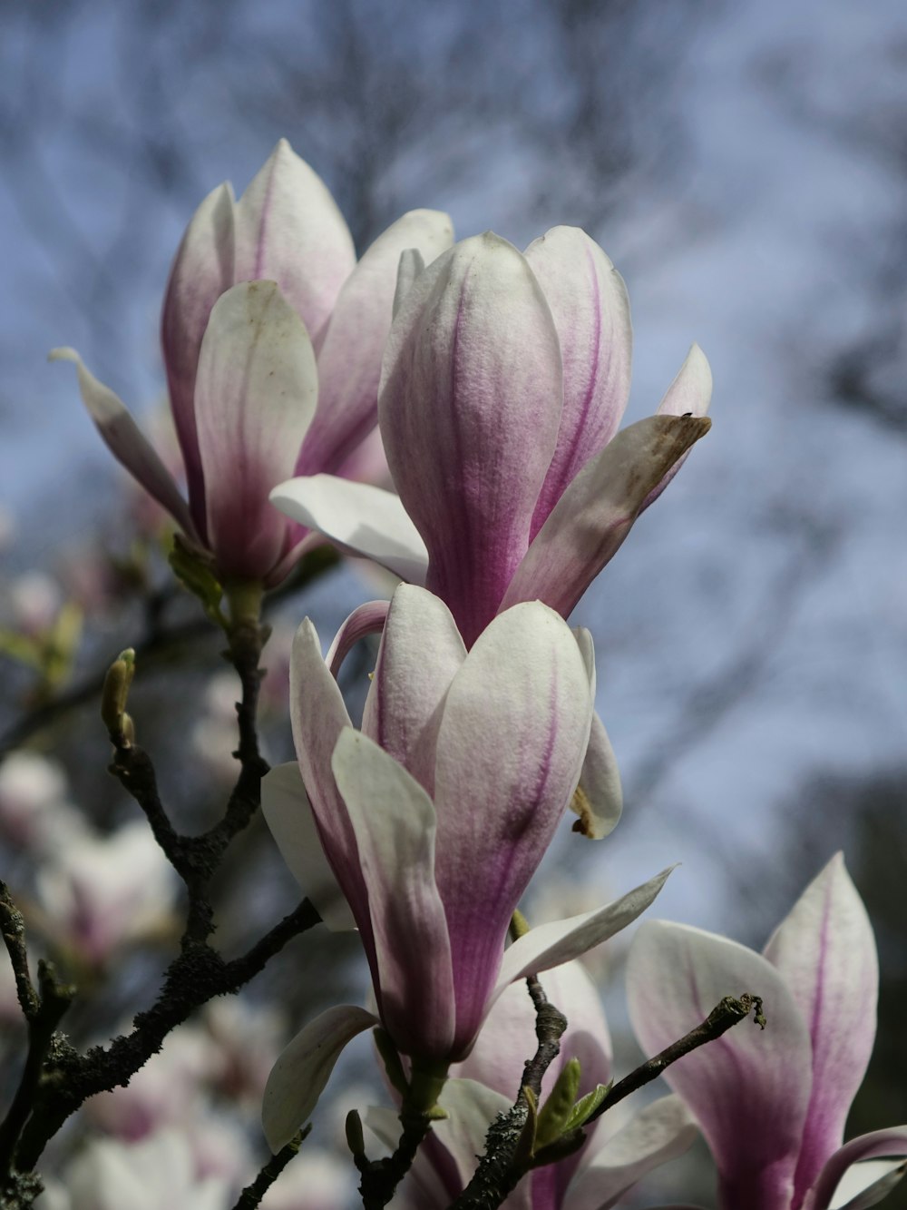 pink and white flowers blooming on a tree