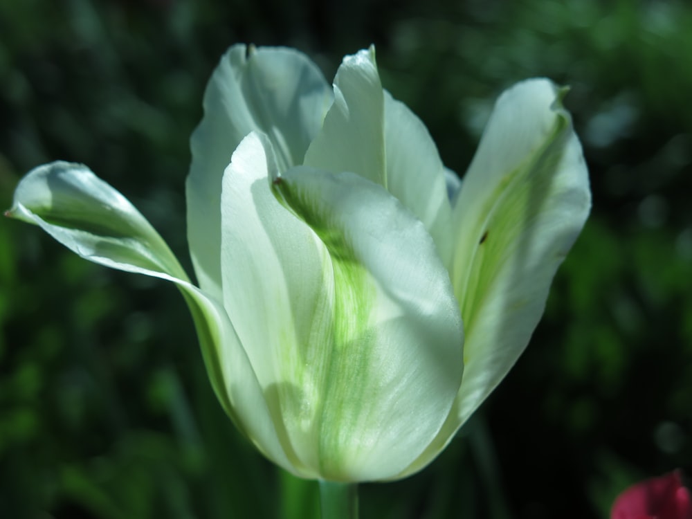 Gros plan d’une fleur avec un arrière-plan flou