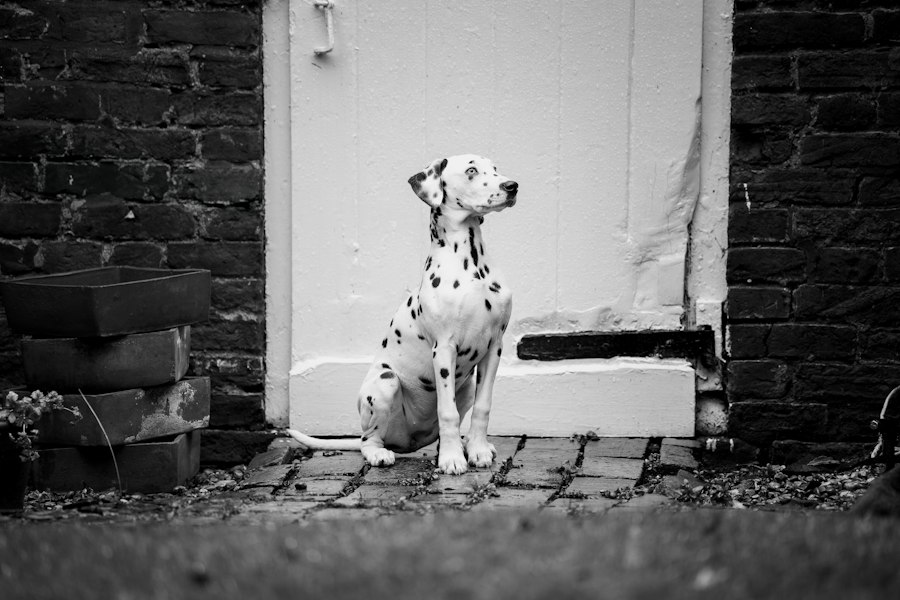 Dalmatian sitting by a doorway