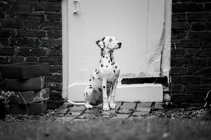 Dalmatian puppy sitting by a doorway