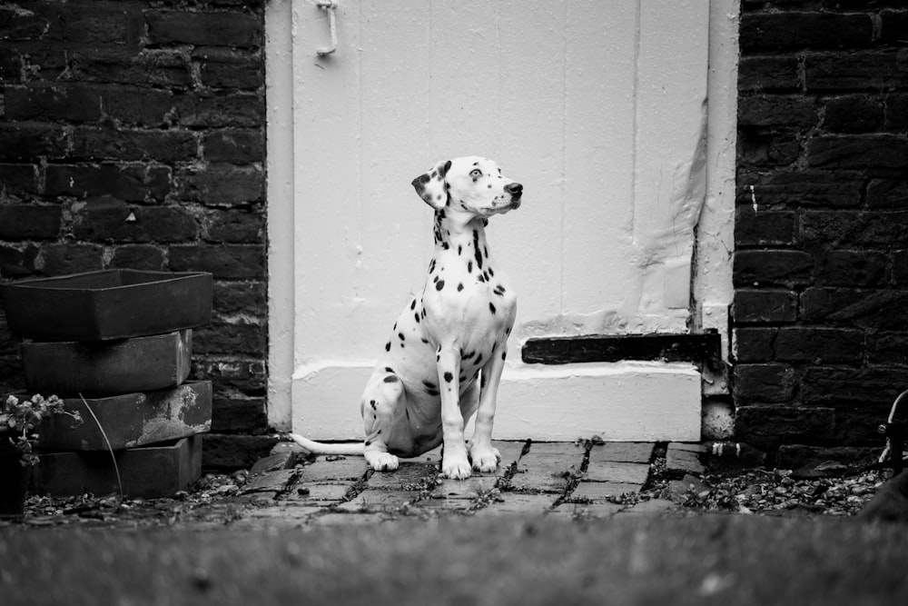 Un chien dalmatien assis devant une porte