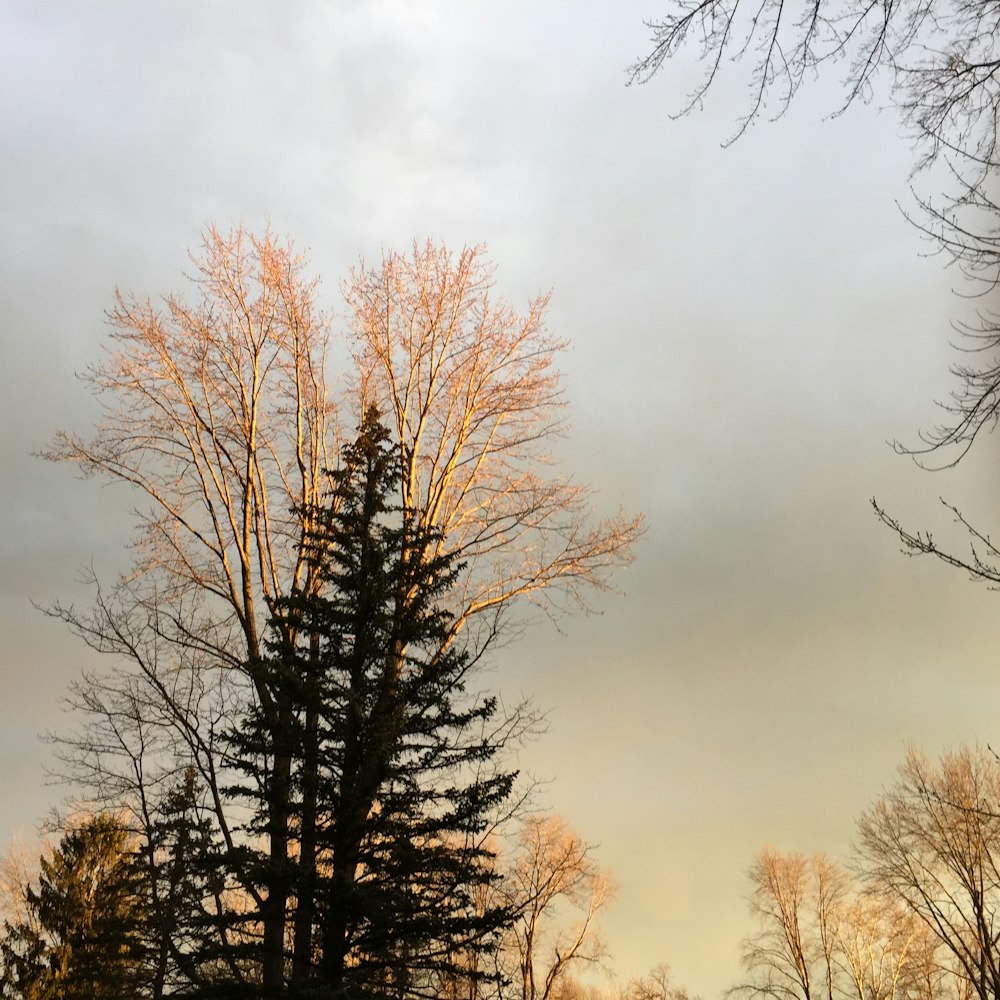 a group of trees that are standing in the grass