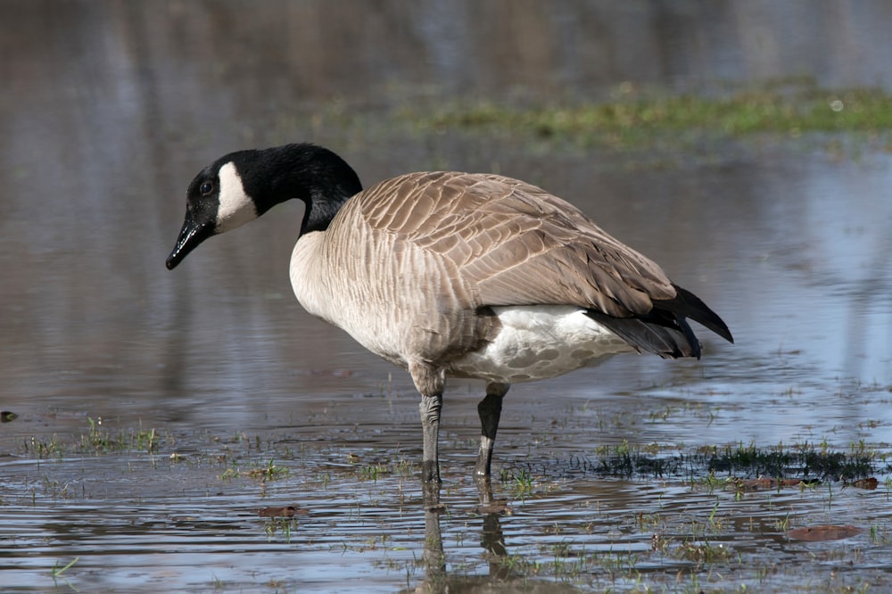 a goose is standing in the shallow water