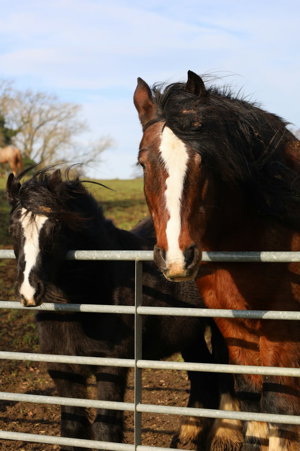 a couple of horses standing next to a metal fence