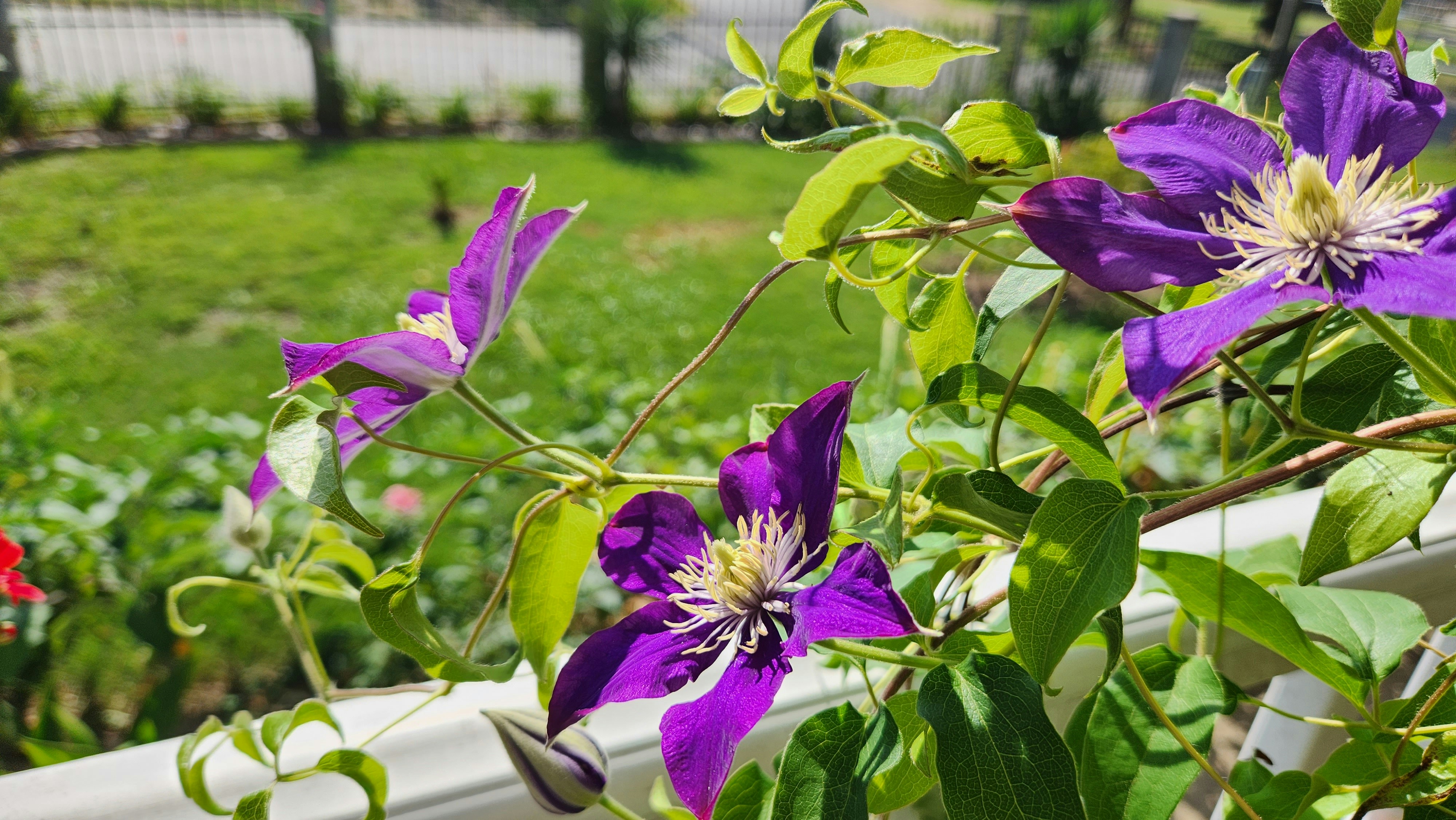 Las flores moradas crecen en una cerca blanca foto – Imagen de Flor  gratuita en Unsplash, image size:3000x1689